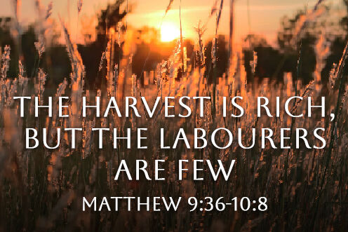 11th Sunday in Ordinary Time (14/06/2026)